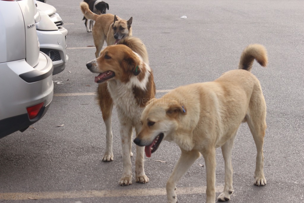 IĞDIRDA BAŞIBOŞ KÖPEKLER TEHLİKE SAÇIYOR
