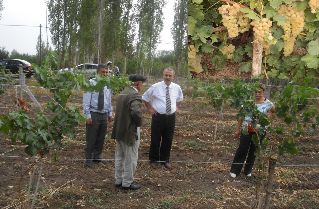 İl Müdürü Hüseyin Eraslan Üzüm Bağlarında İncelemelerde Bulundu