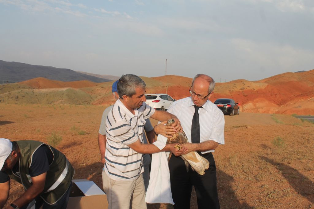 Iğdır'da Tedavi Edilen Kızıl Şahinler Vali Davut  HANER Tarafından Doğaya Bırakıldı