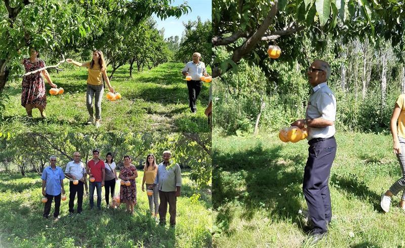 AKDENİZ MEYVE SİNEĞİ MÜCADELESİ ARALIKSIZ DEVAM EDİYOR