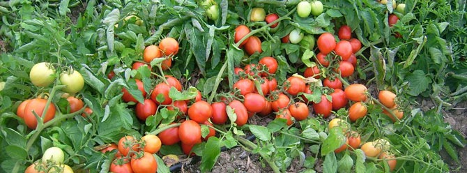 Iğdırda Domates Fiyatları Çiftçinin Yüzünü Güldürdü