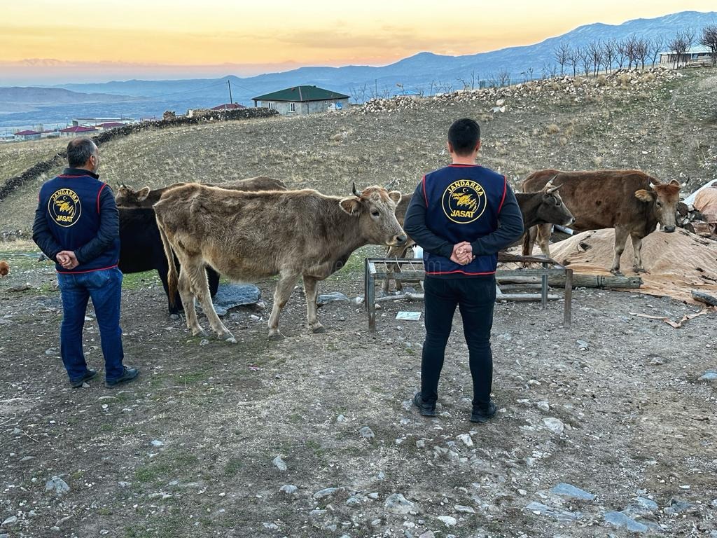 Jandarma Hayvan Hırsızlığı Olayını Aydınlattı