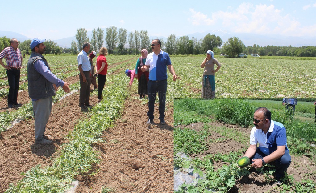 İL MÜDÜRÜ ÖZKAN YOLCU KARPUZ TARLALARINI ZİYARET ETTİ