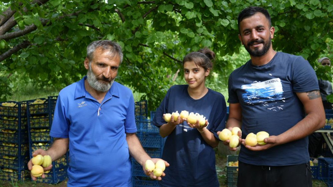 Doğu'nun Çukurova'sı Iğdır’da 'sarı altın' hasadı başladı