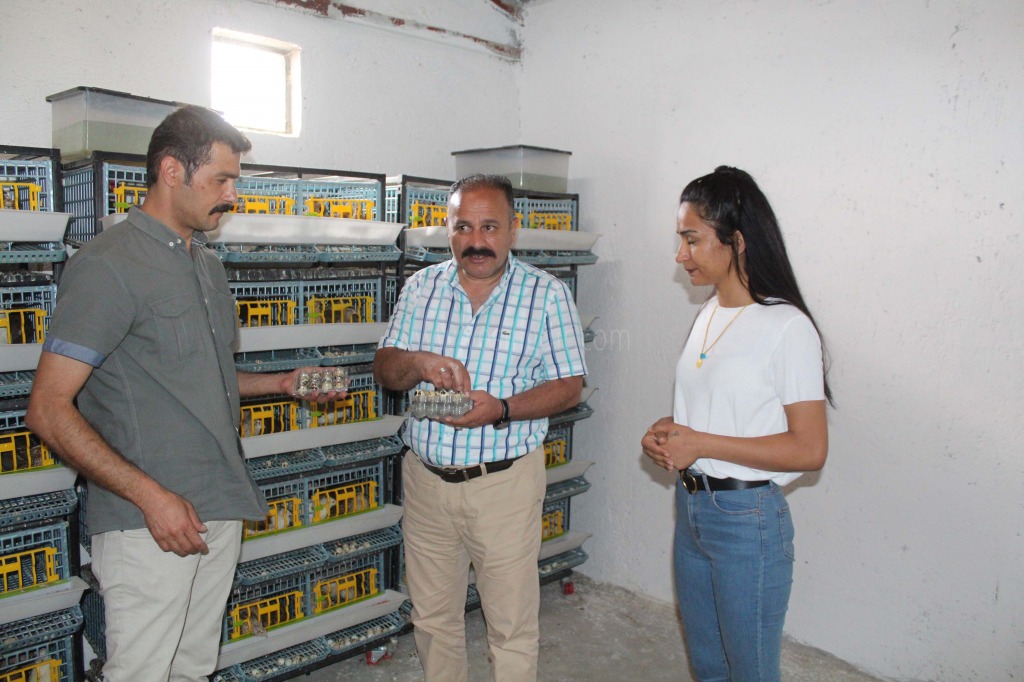 İLİMİZDE BİR İLK BILDIRCIN ÇİFTLİĞİ