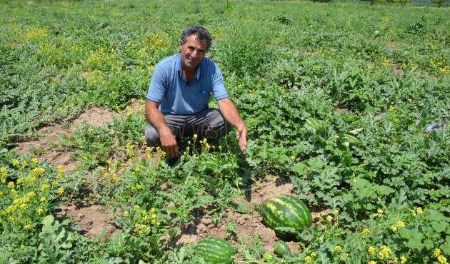 ORGANİK KARPUZLAR PİYASADA