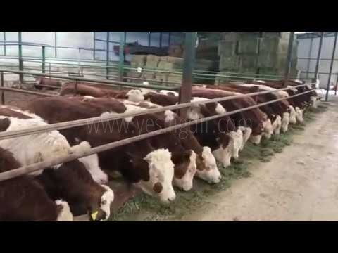 Çiftlikler Batıyor