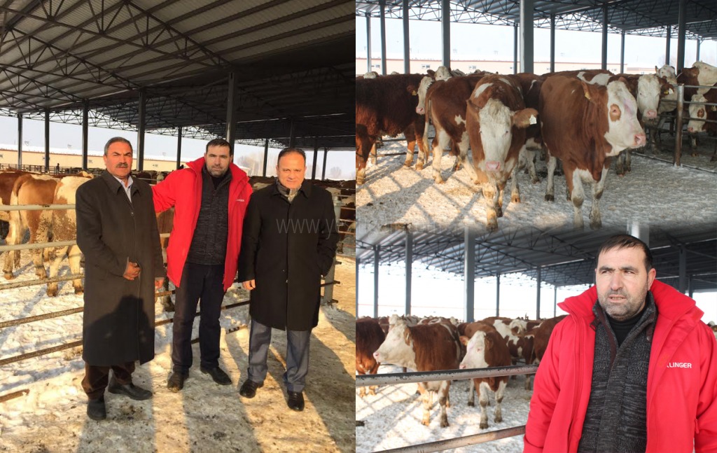 Iğdırda İthal Düve Dağıtımı Yapıldı