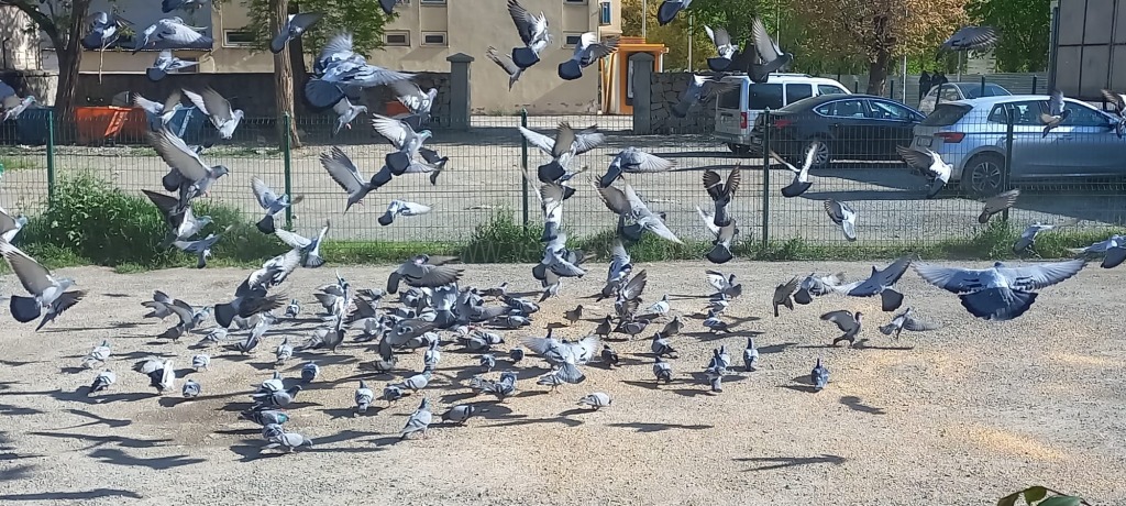 Taksici Esnafı Güvercinlere Sahip Çıkıyor