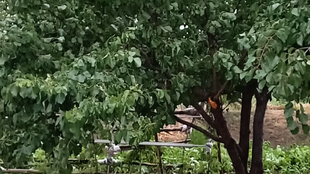 Iğdır’da dolu yağışı kayısı bahçelerine zarar verdi