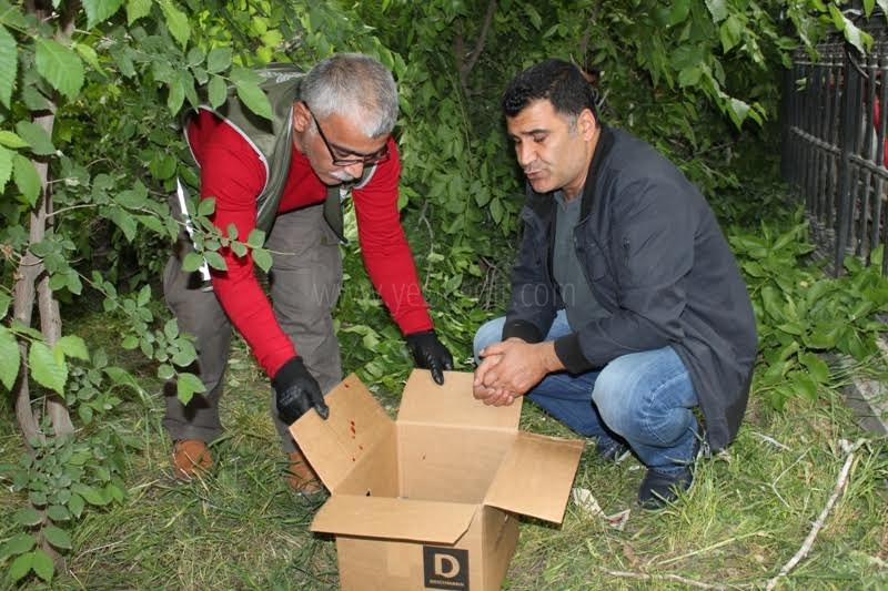 RÜZGAR AĞAÇLARI VE ÇATILARI UÇURDU KUŞ YAVRULARI YARALANDI