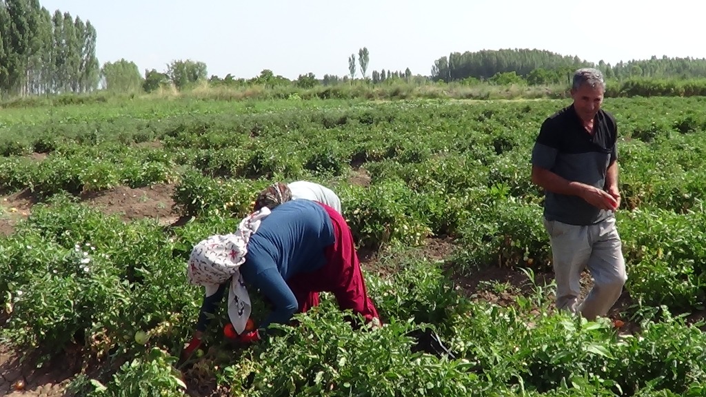 IĞDIR DA DOMATES ÇİFTÇİNİN YÜZÜNÜ GÜLDÜRDÜ