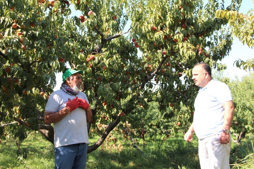 YERLİ ŞEFTALİ HASADI BAŞLADI