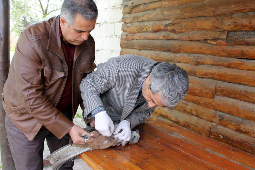 KOÇ KIRAN KÖYÜ YABAN HAYATINA SAHİP ÇIKIYOR