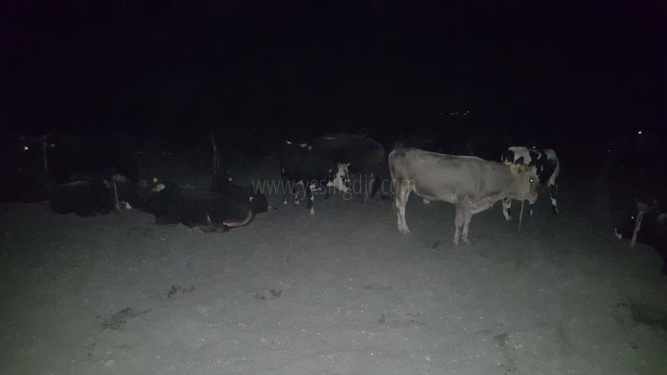 HAYVAN KAÇAKÇILIĞINA JANDARMADAN DARBE