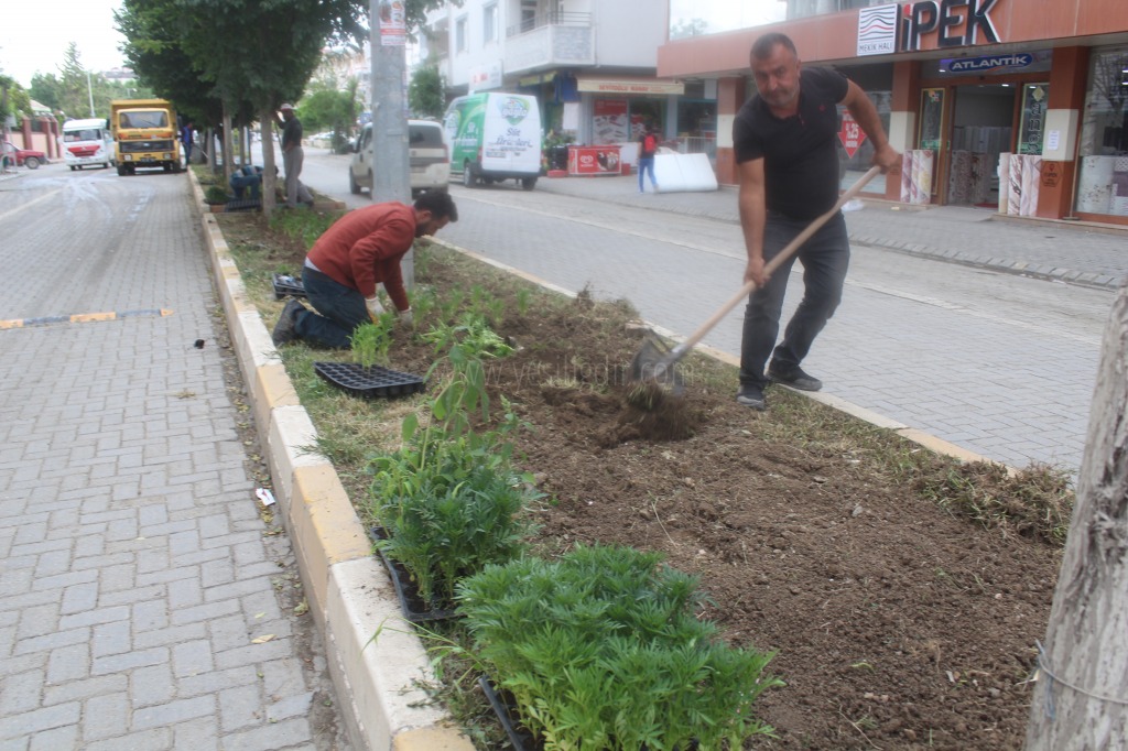 Cadde ve sokaklarda kadife çiçeği güzelliği
