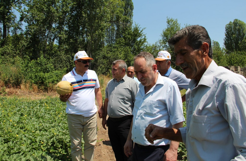 İLİMİZDE YERLİ KAVUNLAR HASAT EDİLMEYE BAŞLANDI