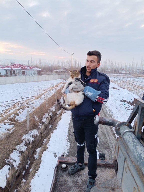 KEDİ KÖPEKLERDEN KURTARILDI