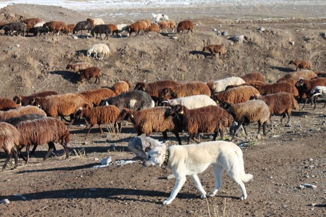 Yayla Dönüşleri Başladı