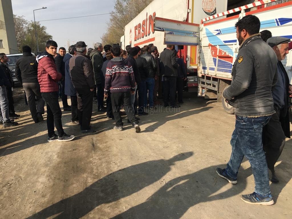 ARALIK İLÇES İNDE GENÇ ÇİFTÇİLERE BÜYÜKBAŞ HAYVAN DAĞITIMI YAPILDI