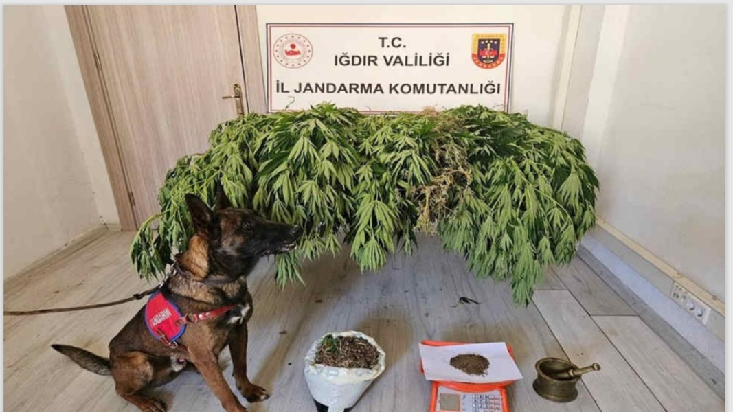 Iğdır Jandarması 7.5 Kilo Esrar Ele Geçirdi