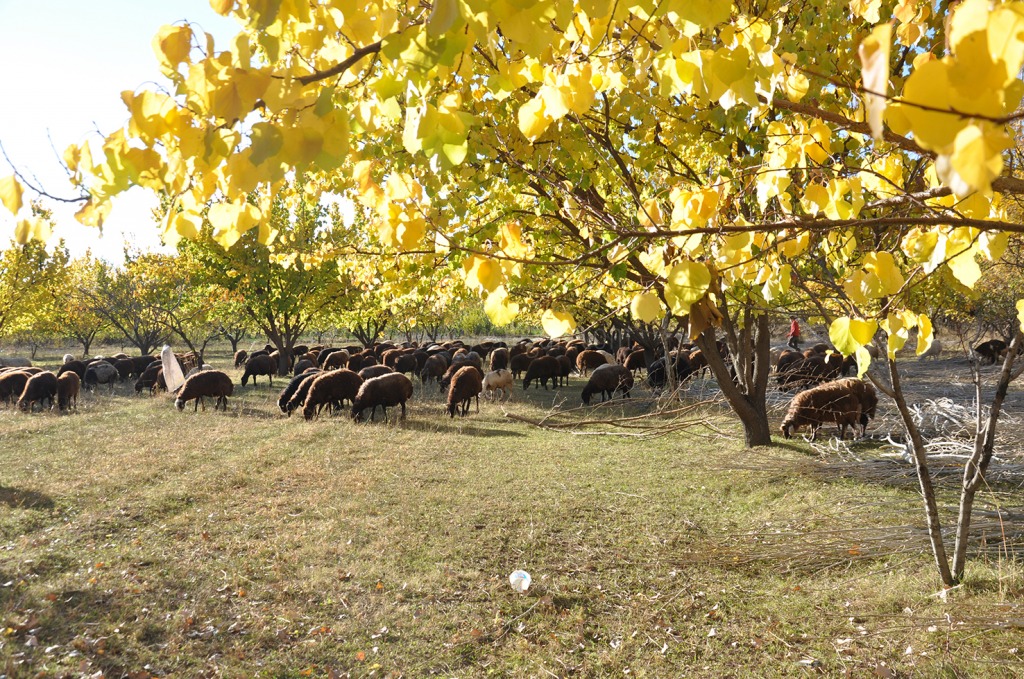 IĞDIR SONBAHAR MEVSİMİNİN GÜZELLİĞİNİ YAŞIYOR