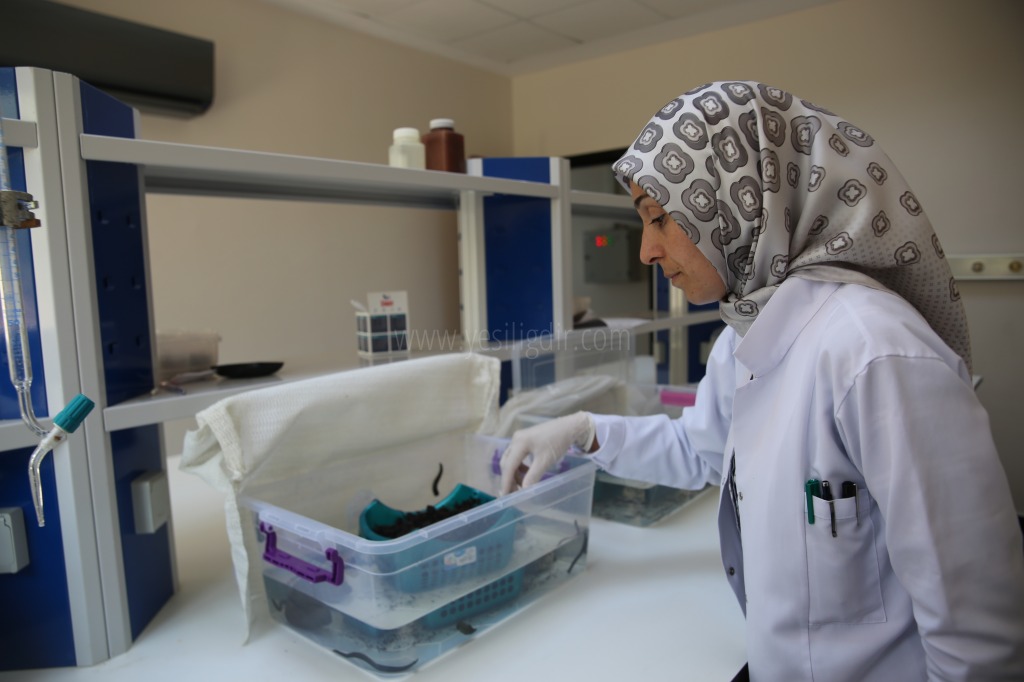 Iğdır Üniversitesinden Sülük Yetiştiriciliğine Destek