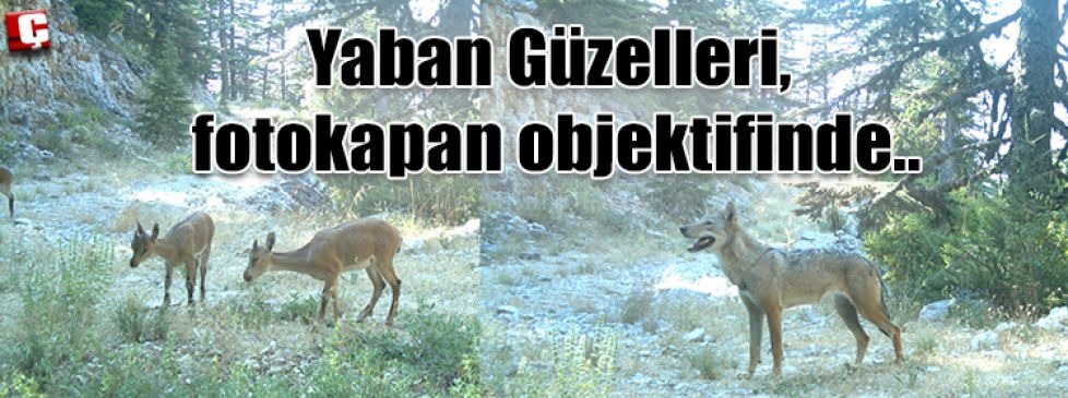 AĞRIDAĞI ETEKLERİNDE ENVANTER ÇALIŞMALARI