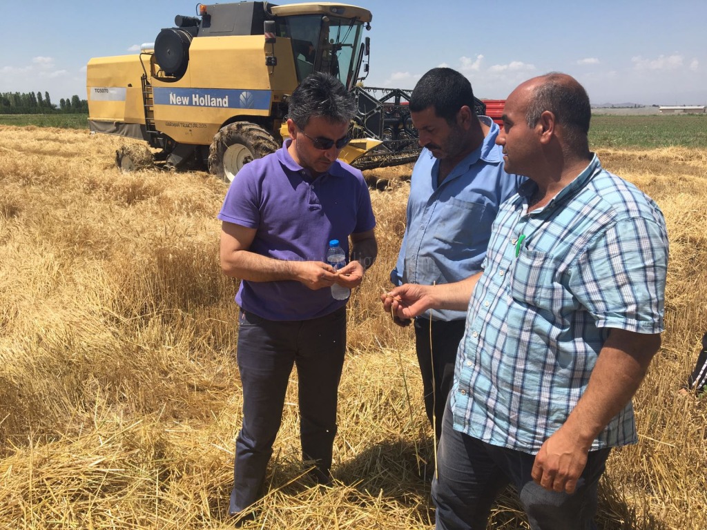 Iğdırda yılın ilk buğday hasadı başladı