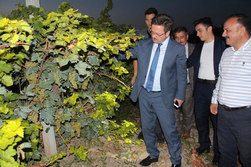 ÜZÜM HASADI BAŞLADI