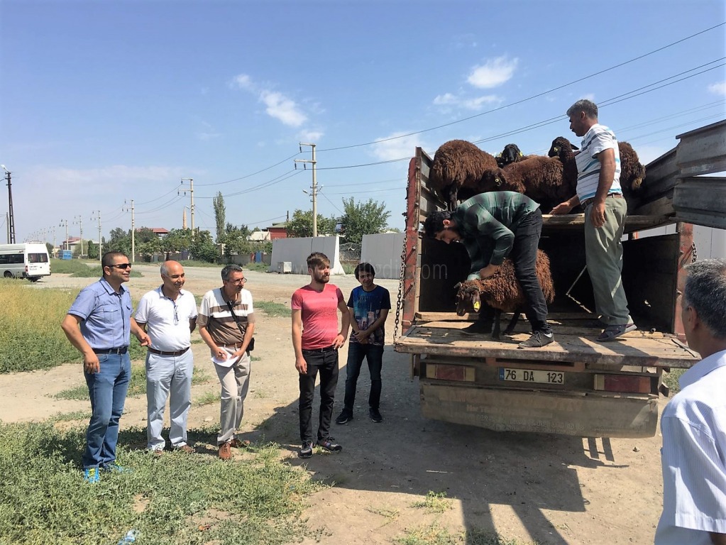 28 Genç Çiftçiye 1036 adet küçükbaş hayvan dağıtımı yapıldı