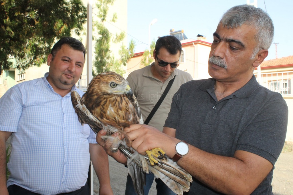 KIZIL ŞAHİN TEDAVİ ALTINA ALINDI