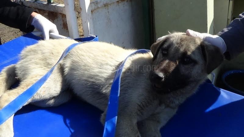 YARALI KÖPEK TEDAVİ İÇİN TATVANA GÖNDERİLDİ