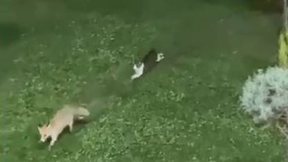 Şemdinli’de kedi ile tilkinin oyun keyfi