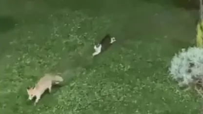 Şemdinli’de kedi ile tilkinin oyun keyfi