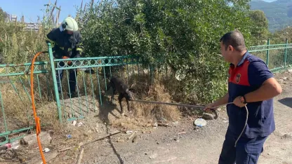 Mahsur kalan köpeği itfaiye kurtardı