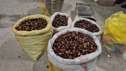 Tescilli lezzet pazara indi: Düzce’nin coğrafi işaretli "kuzu kestanesi" tezgahlardaki yerini aldı