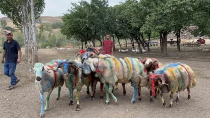 Kars’ta asırlık "koç katım" geleneği renkli görüntülere sahne oldu
