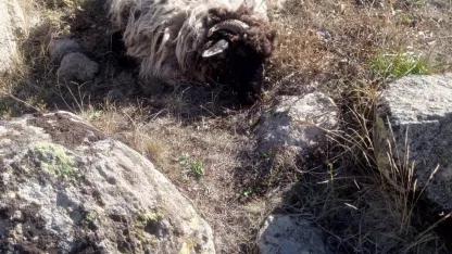 5 koyun telef, 18’i kayıp