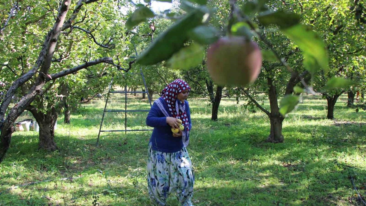 Amasya’da coğrafi işaret tescilli misket elmanın hasadı bu yıl yapılamadı.