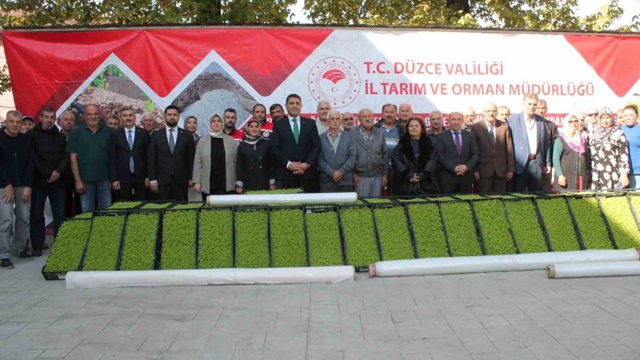 Düzce’de yüzde 75 destekli 232 bin 500 adet marul fidesi dağıtıldı
