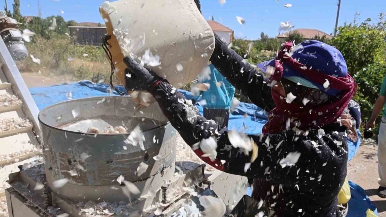 İhraç Edilecek Sarımsakların Ekimi Başladı