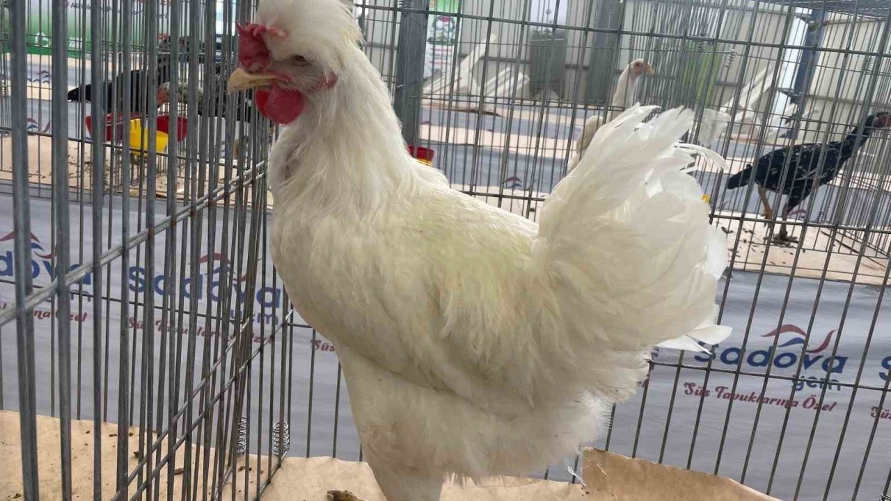 Karadeniz’in &quot;Gugulli&quot;si Balıkesir’de ilgi odağı oldu