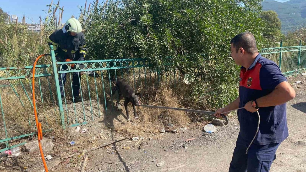 Mahsur kalan köpeği itfaiye kurtardı