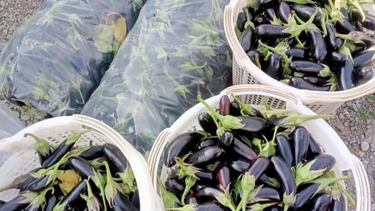 Reçellik Patlıcan Hasadı Başladı
