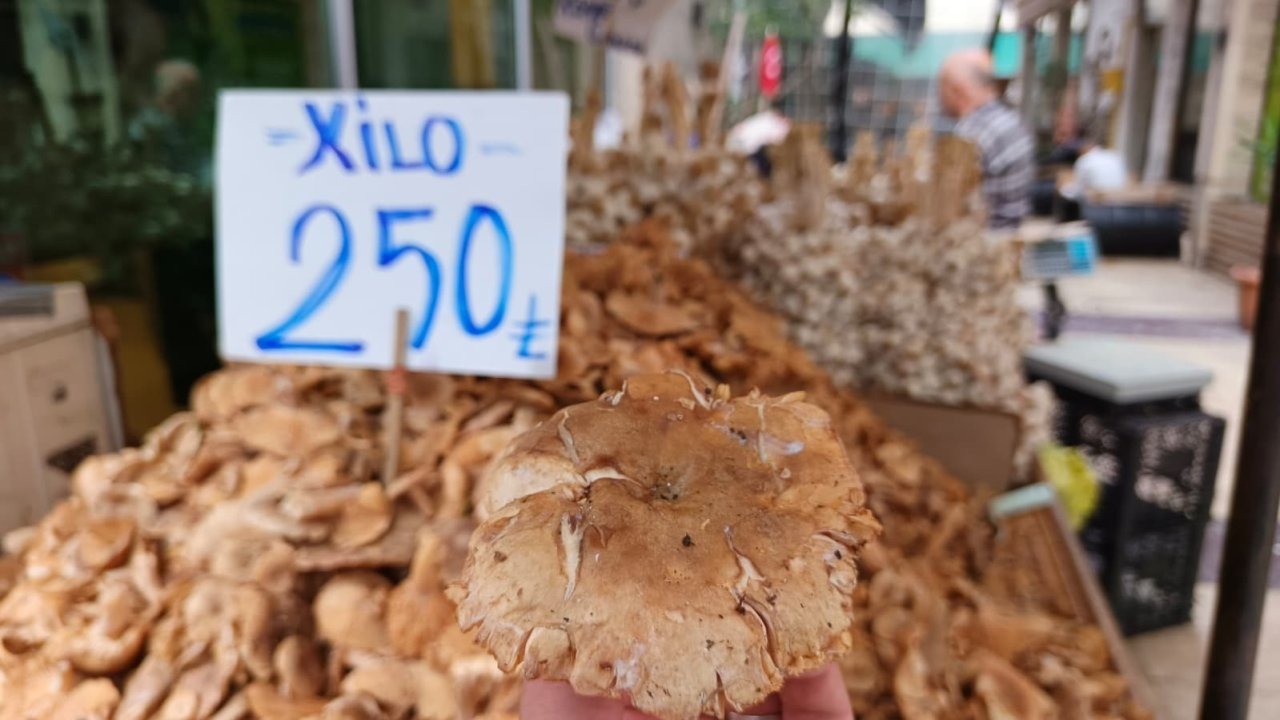 Tezgahlarda tirmit bolluğu: Fiyatı düştü